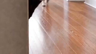 Funny Short 🤣 doggy