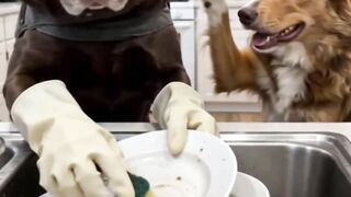 Funny Short 🤣 doggy 2