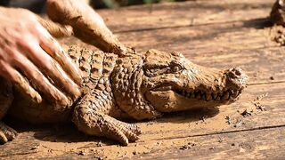 crocodile making