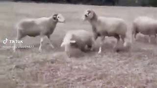 Vídeo engraçado 138