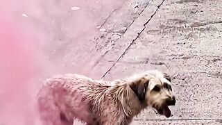 Helpless dog 🐕🐕🐕🐕