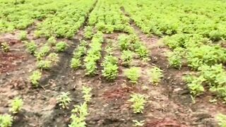 A Day on the Farm 🌱 | Growing Peanuts, Watering Crops & Farm Work