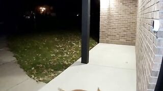 😹🐱 Cat Prankster! This Feline Hit the Doorbell and Sprint Away 🚪🏃‍♀️ #cat #cctv #cctvcamera #prank