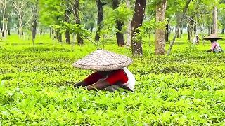 Jalong tea garden