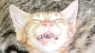 Tiny Fangs, Big Dreams! 😸✨