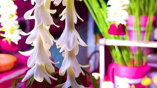 different types of flower