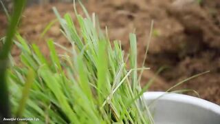 Peaceful Country Life: Gardening, Harvesting Mushrooms, and Making Crispy Fried Rolls