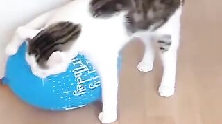 Funny cat videos #funnycatvideo #funnycats #fyp
