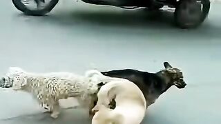 3 Dogs in 3 some Natural Enjoyment