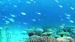 Underwater Paradise 🐠🌊💙