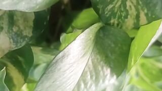 flower garden 2