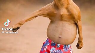 Dancing dog 6