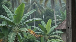 Heavy Rain Outside, Cozy Inside | Sleep & Study Ambience