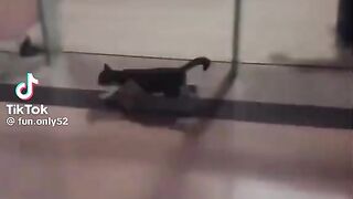 Vídeo engraçado 148