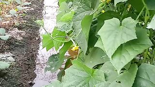 Cucumber ready for harvest