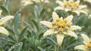 Cozy Drizzle & Misty Mountain Flowers 🌧️ Mountain Edelweiss Rain Vibes ✨ #cozy #rain #nature #mountains #aesthetic #foryou