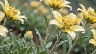 Cozy Drizzle & Misty Mountain Flowers 🌧️ Mountain Edelweiss Rain Vibes ✨ #cozy #rain #nature #mountains #aesthetic #foryou 2