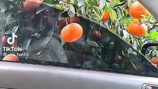 Vídeo engraçado 171