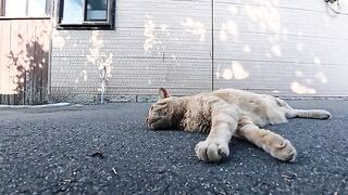 I gave some Churu to a cat resting in the shade of a backstreet this afternoon.