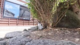 A kitten resting in the shade approached with great curiosity when I held out my finger.