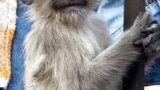 Monkey video 5