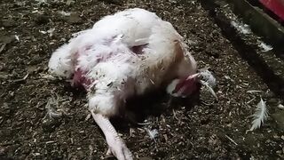 Newcastle Disease or Vitamins