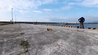 A cat that had been keeping an eye on anglers at the wharf got bored and came over to get petted.