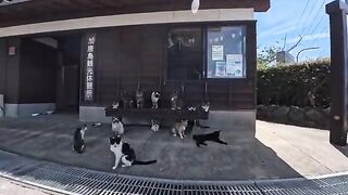 The benches at the Cat Island ferry terminal—humans can no longer sit on them.