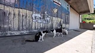 While taking a break in the shade at the Cat Island port, the cats suddenly clashed—what on earth happened?