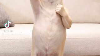 Dog style....