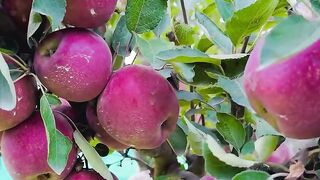Kasmiri apple garden
