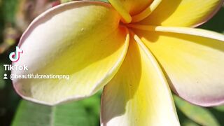 Flower lovers 2