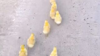 ​"Puppy Adopted an Entire Family of Ducks!