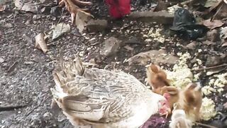 El gallo dándoles de comer Alós pollitos