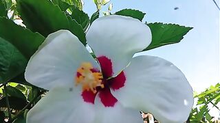 Natural vibe 3