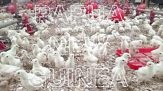 Chicken Farming