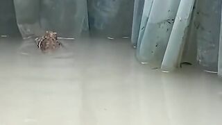 Frog dance listen dj music