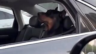 Is this dog a mafia boss?