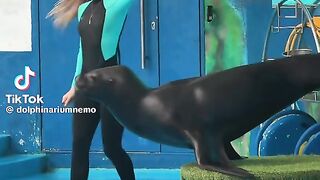 Dolphin Playing