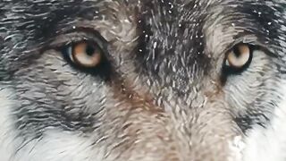 Amazing Wolf Facts That Will Surprise You! 🐺 #shorts