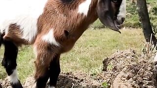 Top Benefits of Owning Goats 🐐 | Why Goats Make Great Farm Animals #Shorts