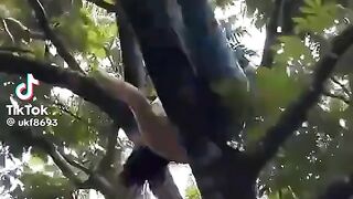 Vídeo engraçado 185