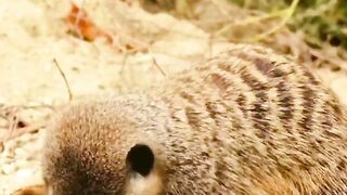 How Long Do Meerkats Live? Amazing Meerkat Lifespan Facts! #Shorts