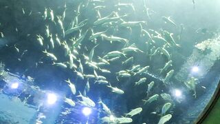 Woww fishes
