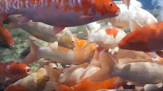 Different fishes