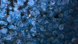 Dense Blue Marine Organisms Colony Floating Underwater in Aquarium 4K Vertical