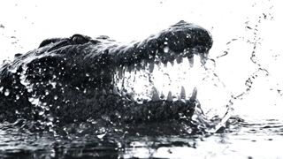 CROCODILE ATTACK 2