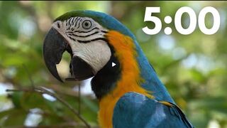 Rainforest wildlife - High quality