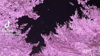 Wuxi spring where cherry blossoms fall like pink snow China