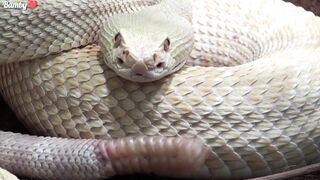 The Most Dangerous Wild Animals  Full HD